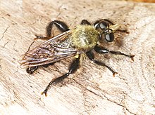 Разбойническа муха - Laphria flavicollis, Leesylvania State Park, Woodbridge, Virginia.jpg