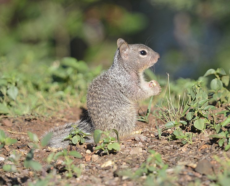 File:Rock Squirrel juvenile 01.jpg