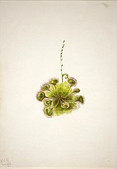Roundleaf Sundew (Drosera rotundifolia)