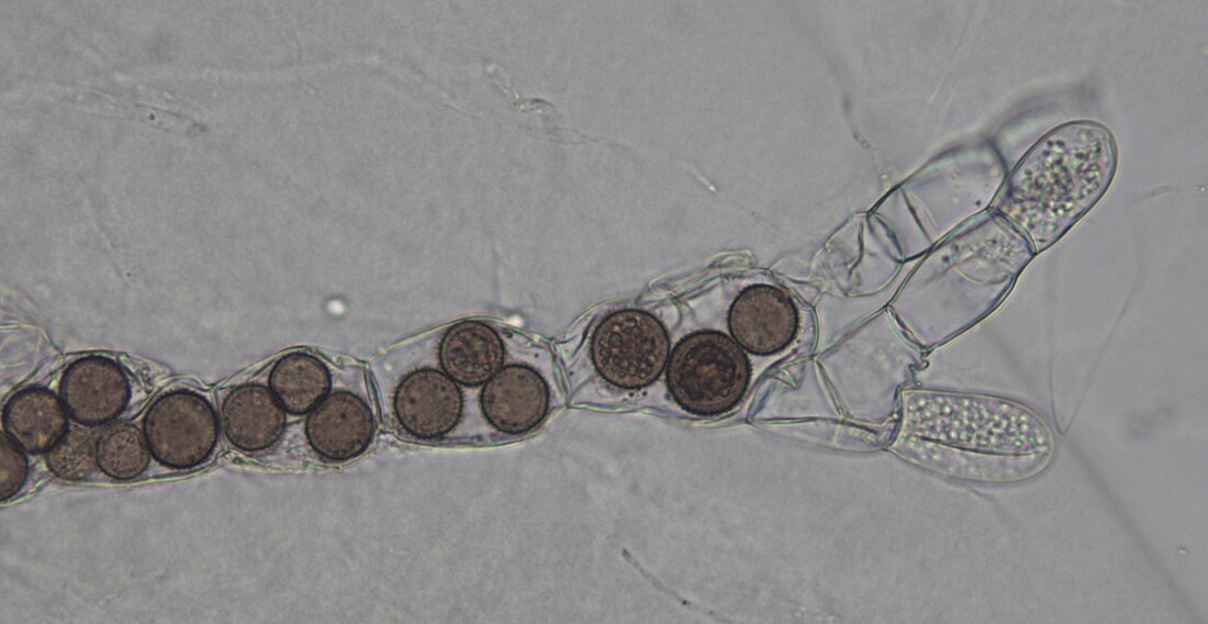 Rozellomycetes