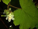 Rubus alceifolius flower.JPG