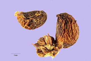 <i>Rubus macrophyllus</i> Species of fruit and plant