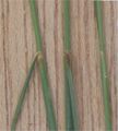 Festuca ovina subsp. hirtula 줄기