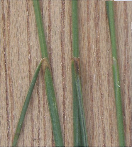 Ruig schapengras ligula (Festuca ovina subsp. hirtula).jpg