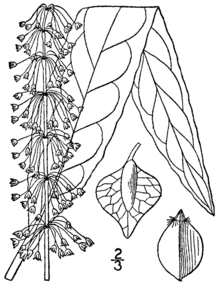 Rumex verticillatus BB-1913.png