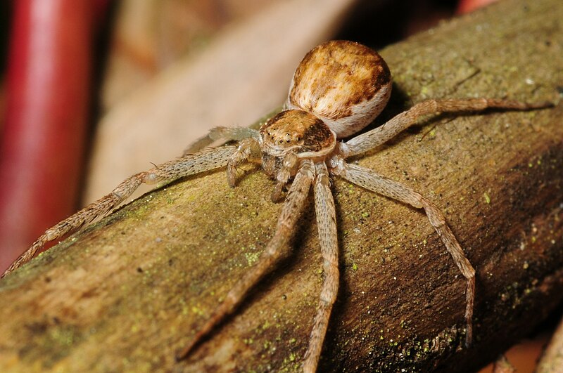 File:RunningCrabSpider.jpg