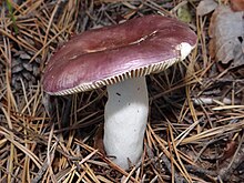 Russula fragilis(Pers. 1801) Fr. 1838 Russula fragilis G2.jpg