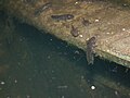 Salamandra salamandra (larvy)