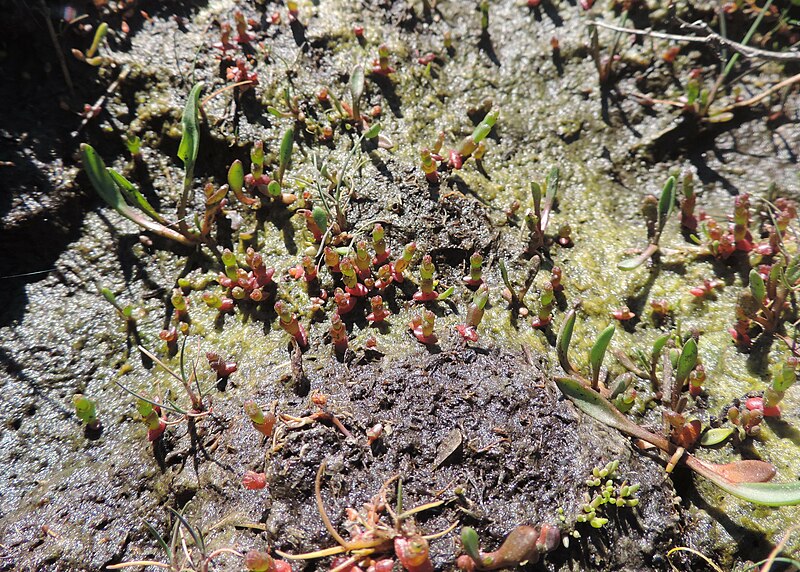 File:Salicornia europaea kz01.jpg