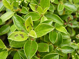 Upper surface of leaf Salix arbuscula Leaf upper surface.JPG