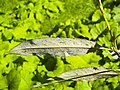 de: Blattunterseite der Bruch-Weide (Salix fragilis) im Neuen Botanischer Garten Marburg, Hessen, Deutschland en: Leaf of the Crack Willow (Salix fragilis) in the New Botanical Garden Marburg, Hesse, Germany