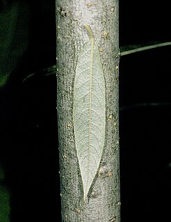 <i>Salix sericea</i> Species of willow