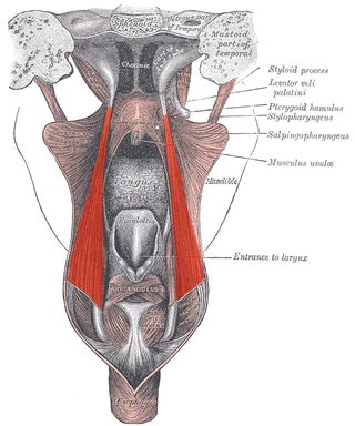 <span class="mw-page-title-main">Salpingopharyngeus muscle</span>