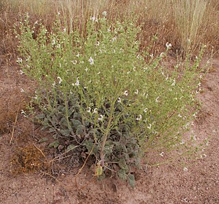 <i>Salvia candidissima</i> Species of flowering plant