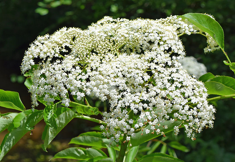 File:Sambucus canadensis flower UMFS.jpg