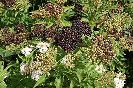 Sambucus ebulus à Marcillac (Charente, France)