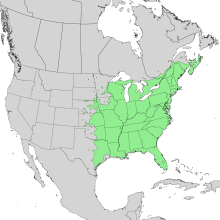 Sambucus nigra canadensis range map 1.png