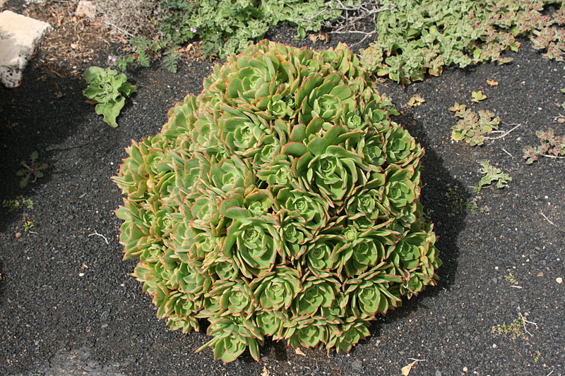 File:San Bartolomé - LZ30 - El Grifo - Aeonium lancerottense 04 ies.jpg