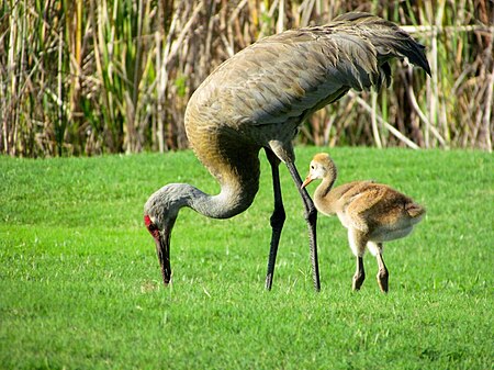 Sandhill Crane with Chick.jpg