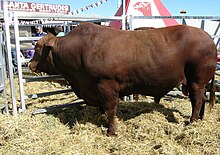 Bull at Gunnedah, New South Wales, Australia Santa Gertrudis bull.JPG