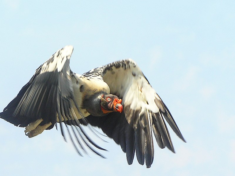 File:Sarcoramphus papa in flight.jpg