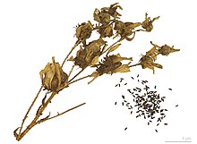 Saxifraga longifolia - MHNT