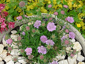 Pigeon Scabiosis (Scabiosa columbaria)