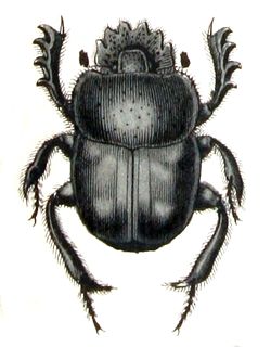 Scarabaeus.pius .-. Calwer.20.12.jpg