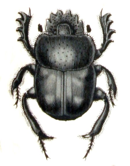 Scarabaeus pius