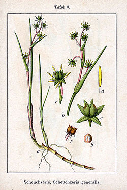Scheuchzeria palustris Sturm3.jpg
