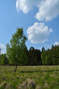 Schleswig-Holstein, Heidmühlen, Stellbrookmoor NIK 0834.JPG