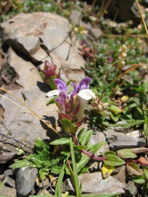 Alpine skullcap (Scutellaria alpina)