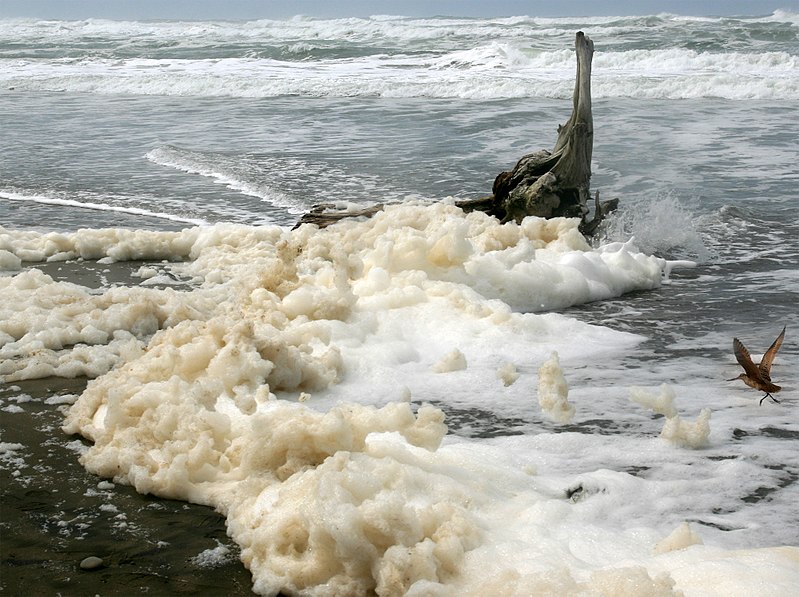 চিত্র:Sea foam at Ocean Beach in San Francisco -1 on 3-25-11.jpg