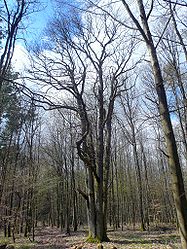 Six-stem oak near Waizenbach, 2.jpg