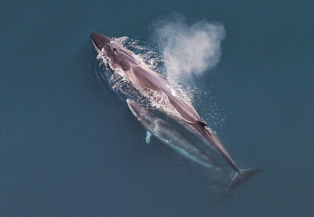 Rorqual boréal