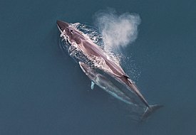 Sei whale mother and calf Christin Khan NOAA.jpg