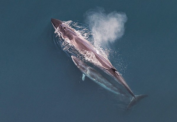 Sei whale