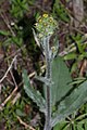 Senecio integerrimus