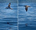 Image 788Sequence of Cory's shearwater (Calonectris borealis) looking for fish, Corvo Island, Azores, Portugal