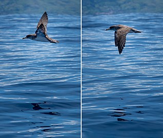 Sequence of Cory's shearwater (Calonectris borealis) looking for fish, Corvo Island, Azores, Portugal