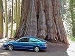 Sequoia and a car.jpg