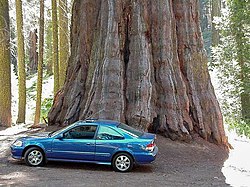 Sequoia and a car.jpg