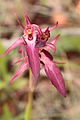 Serapias strictiflora Portugal - Algarve