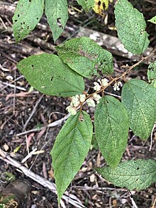 Seringia arborescens.jpg