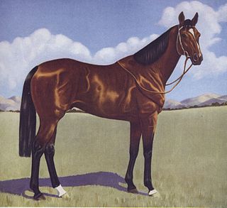 <span class="mw-page-title-main">Shannon (horse)</span> Australian-bred Thoroughbred racehorse