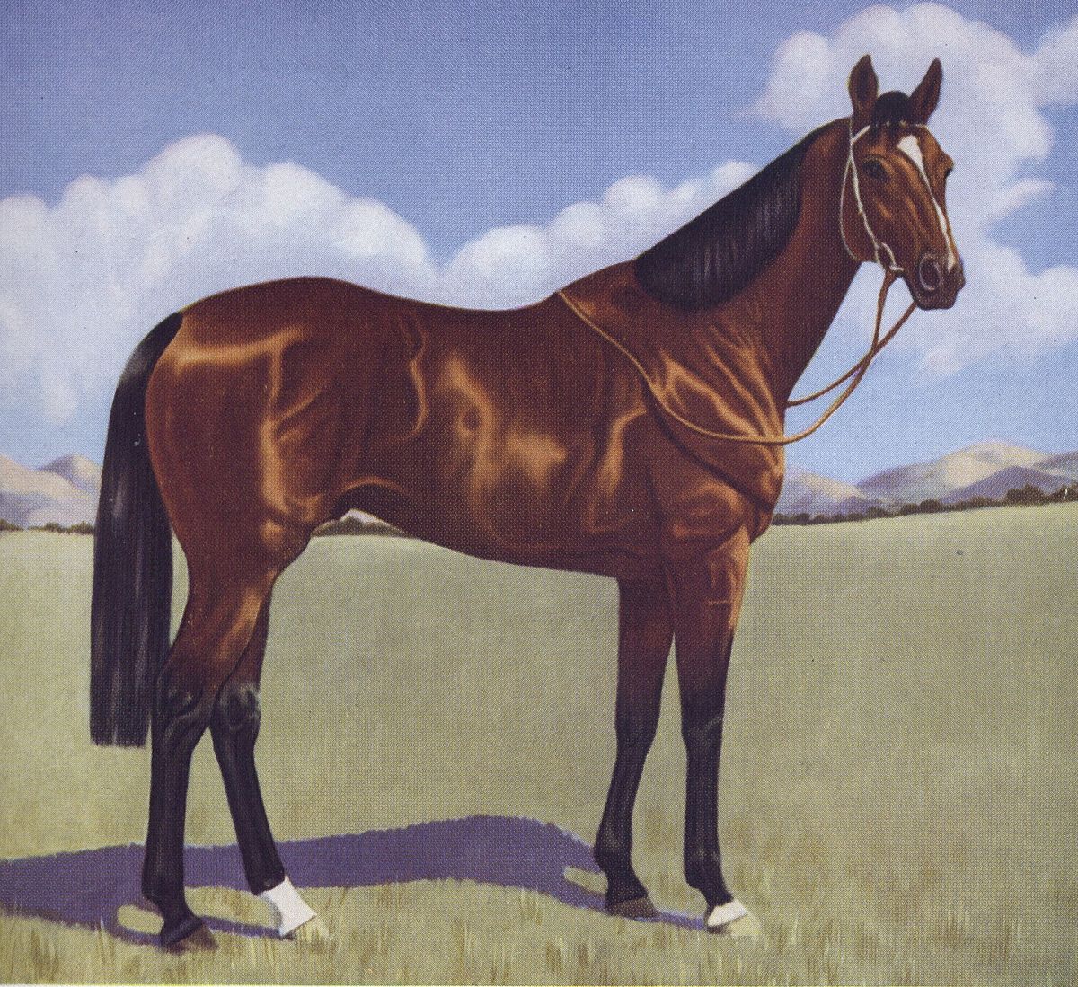 Shannon (horse) - Wikipedia