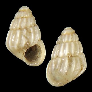 Rissoa olangoensis Species of gastropod