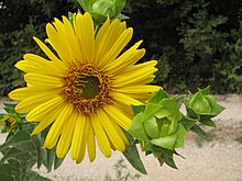 Perennial Silphium integrifolium species (Asteraceae), which is being bred for edible seeds. Silphium head.JPG