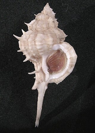 <i>Siratus cailletti</i> Species of gastropod
