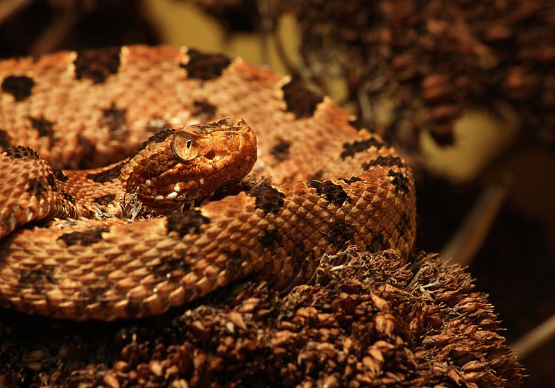 File:Sistrurus miliarius miliarius rote Zwergklapperschlange.jpg